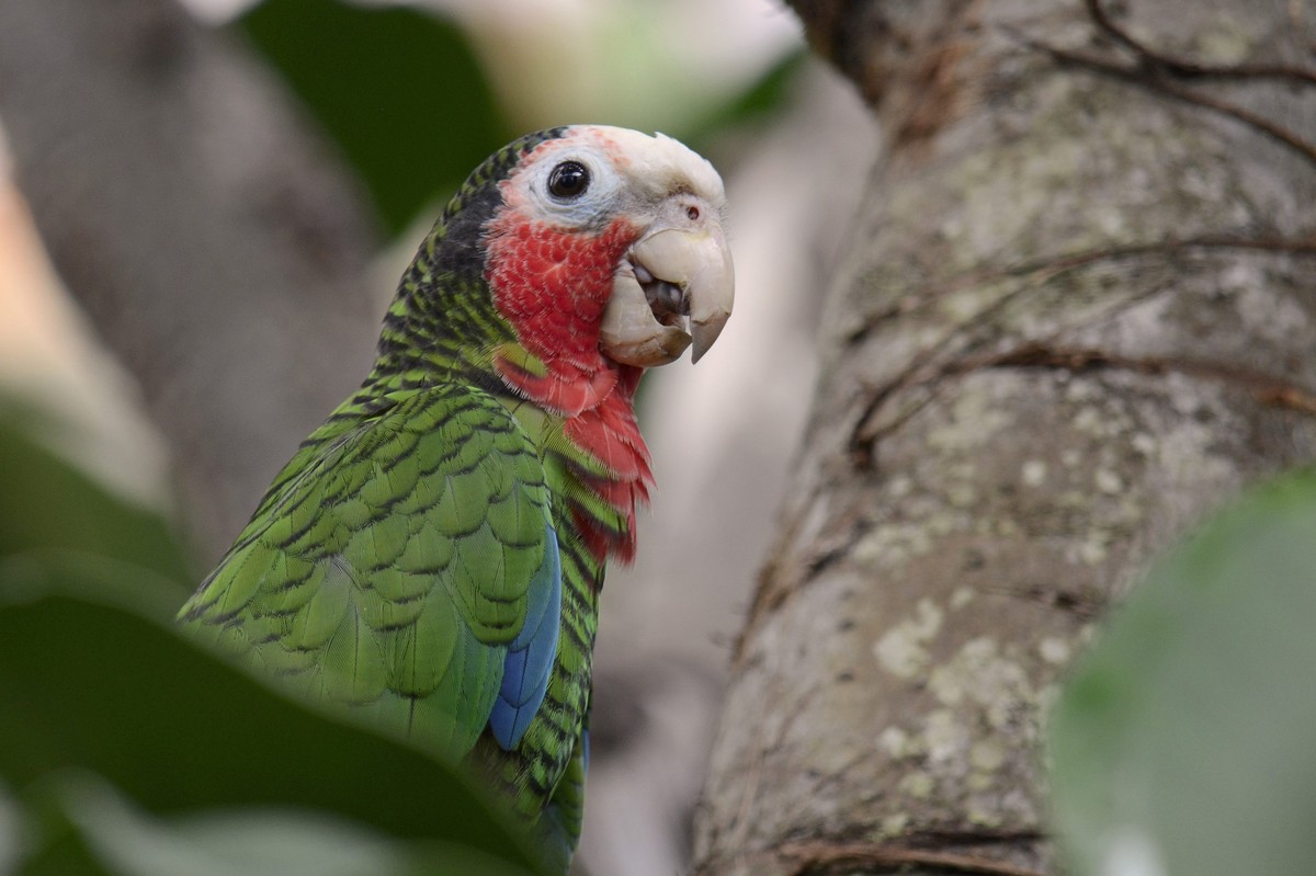Amazoňan bielohlavý - Amazona leucocephala